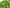 The Regenerative Hair Benefits of Brahmi