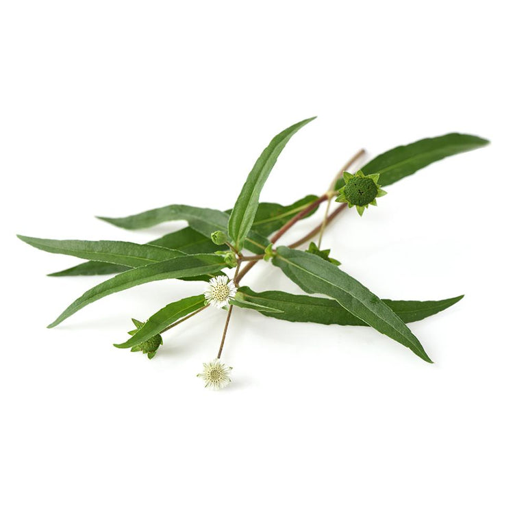 Bhringraj King of Herbs Nowiamnappy's Shop